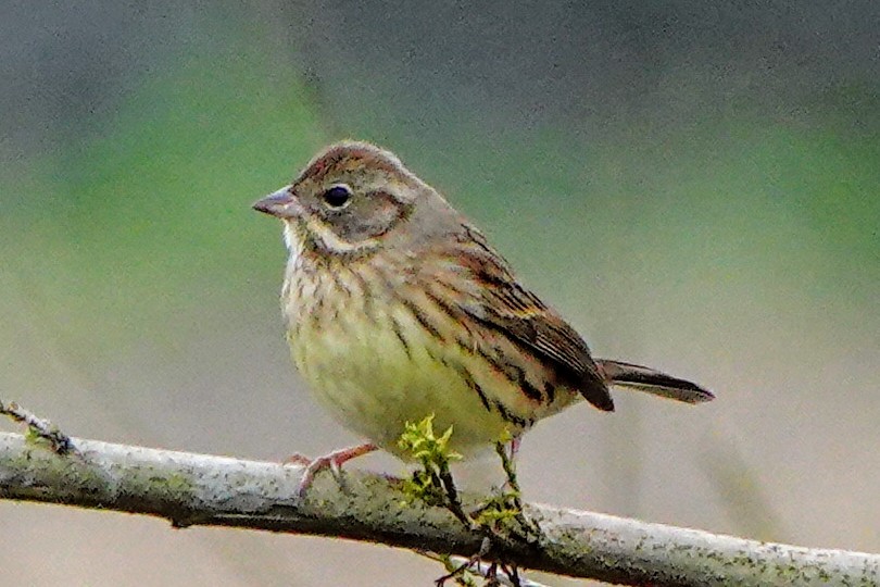 Black-faced Bunting - ML614140425