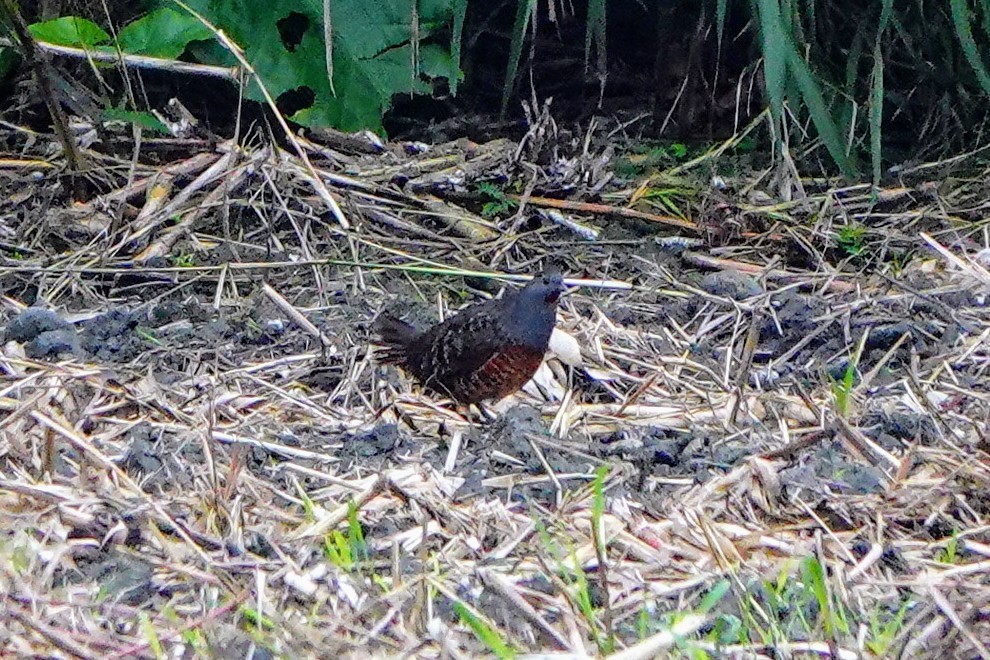 Taiwan Bamboo-Partridge - Haofeng Shih