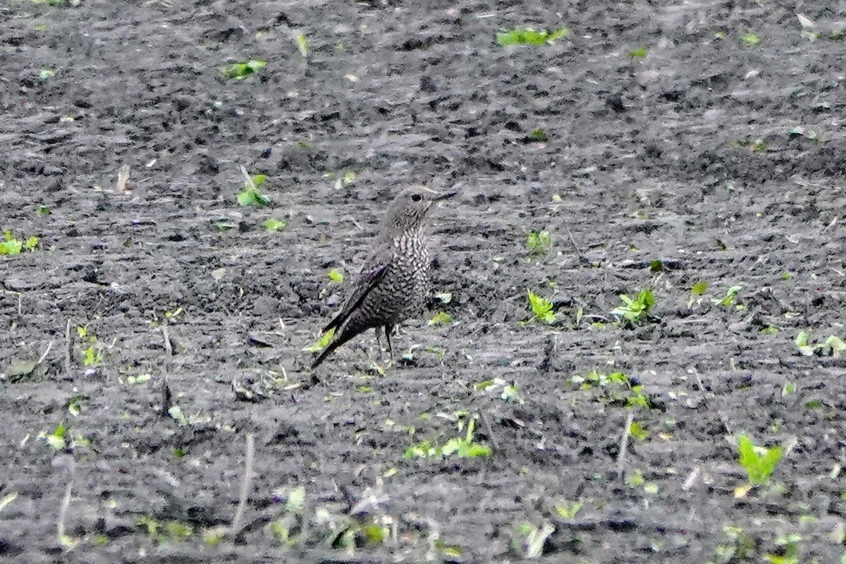 Blue Rock-Thrush - ML614140448