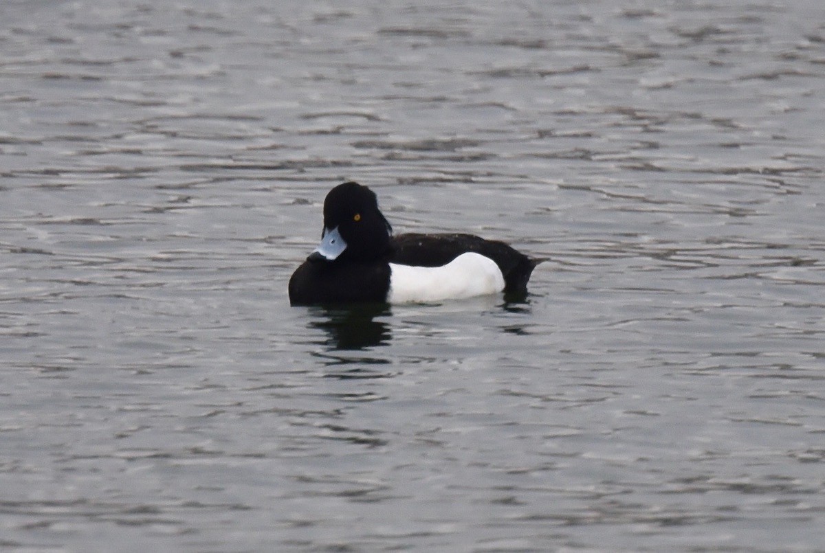 Tufted Duck - ML614140503