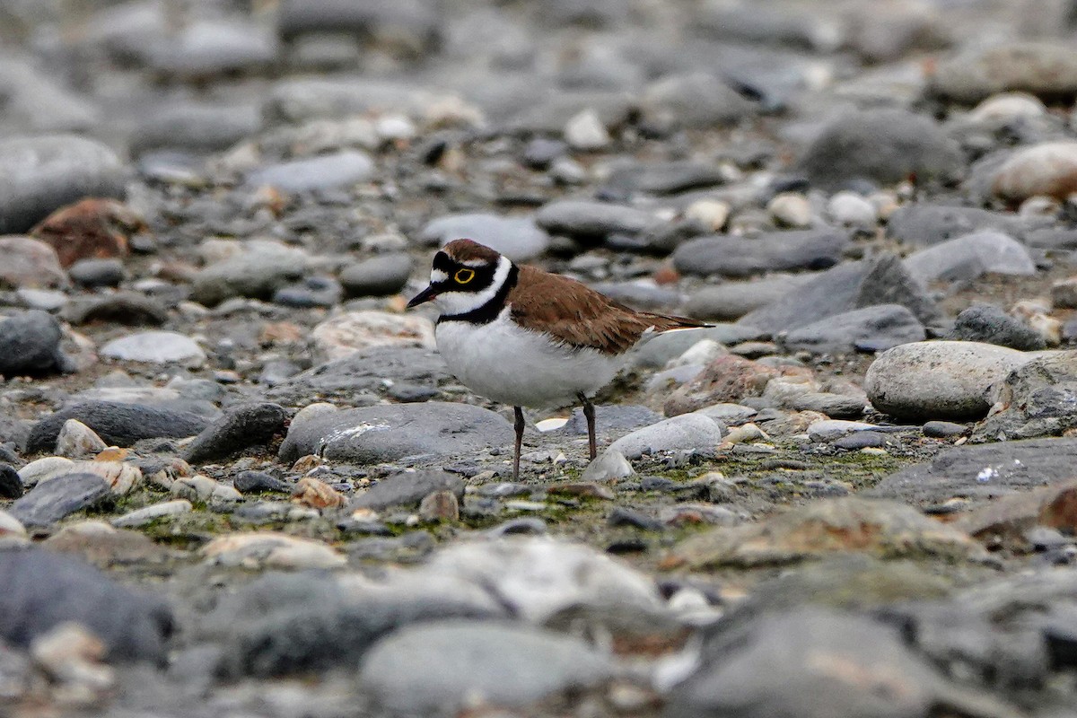 Little Ringed Plover - Haofeng Shih