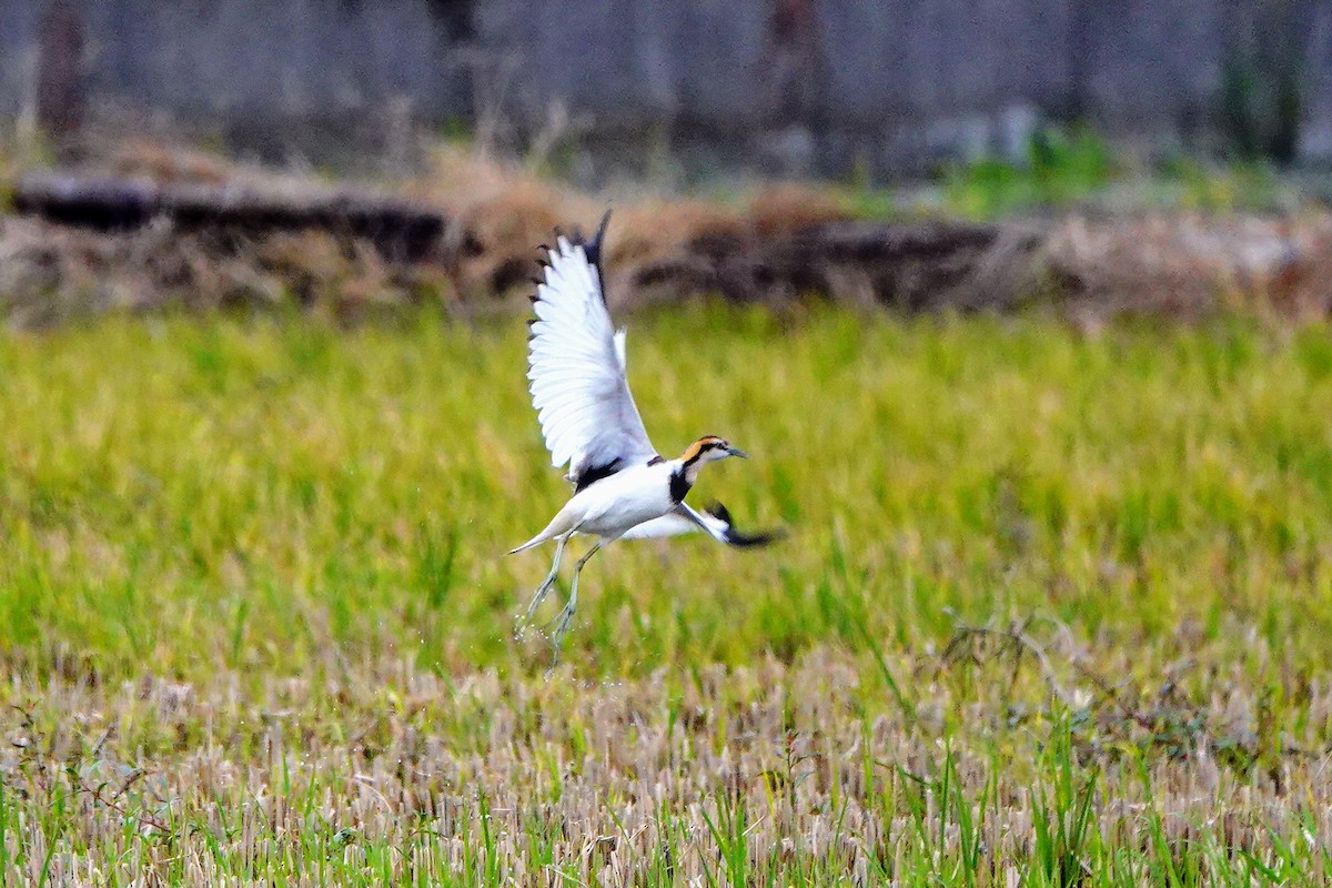 Pheasant-tailed Jacana - Haofeng Shih