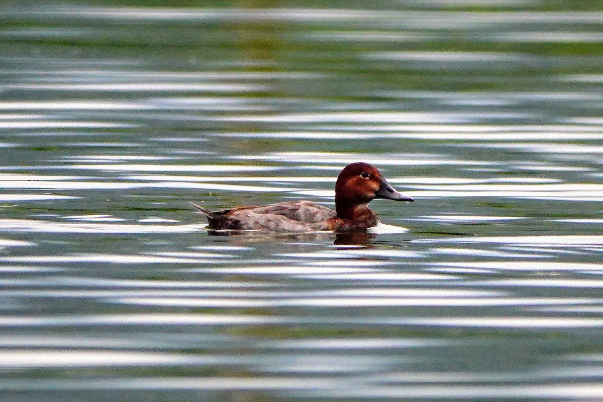 Common Pochard - Haofeng Shih