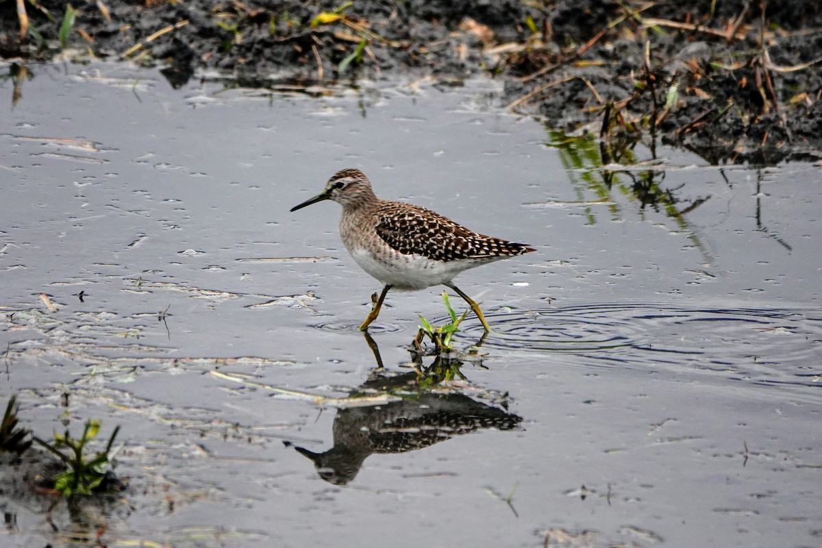 Bruchwasserläufer - ML614140571