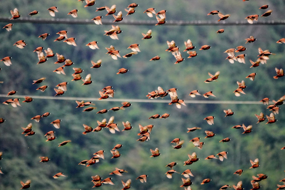 Chestnut Munia - Haofeng Shih