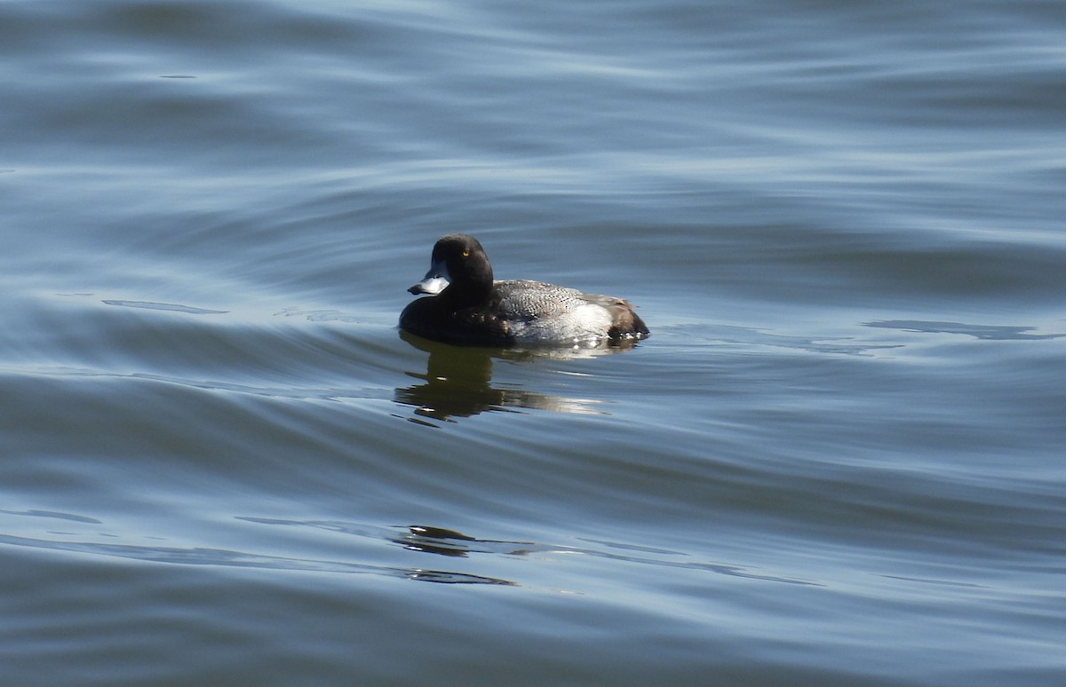 Greater Scaup - ML614140588