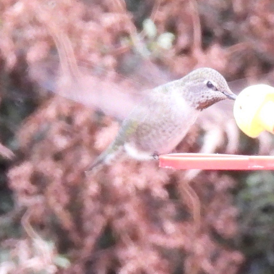 Anna's Hummingbird - ML614140589