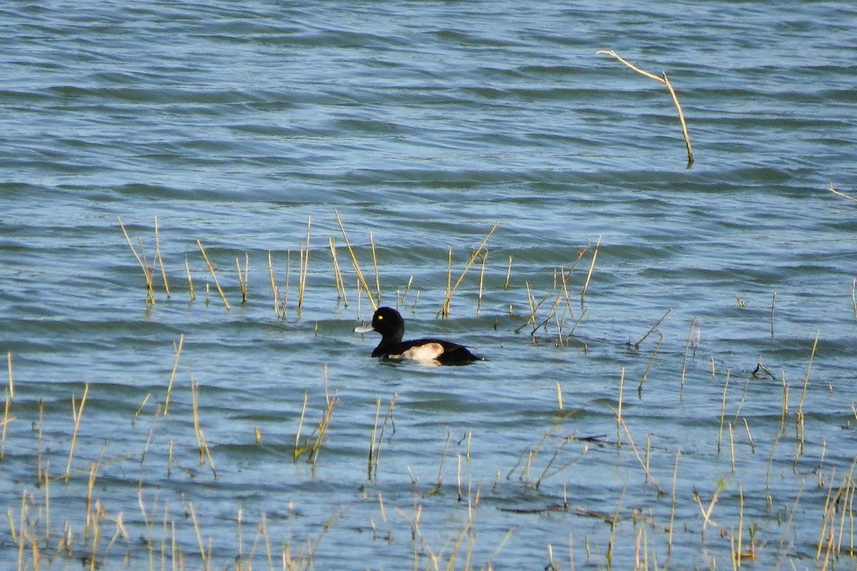 Tufted Duck - ML614140682