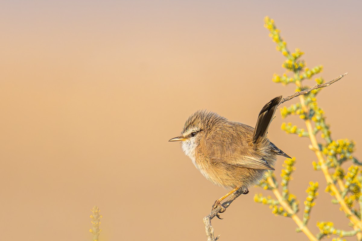 Scrub Warbler - ML614140760