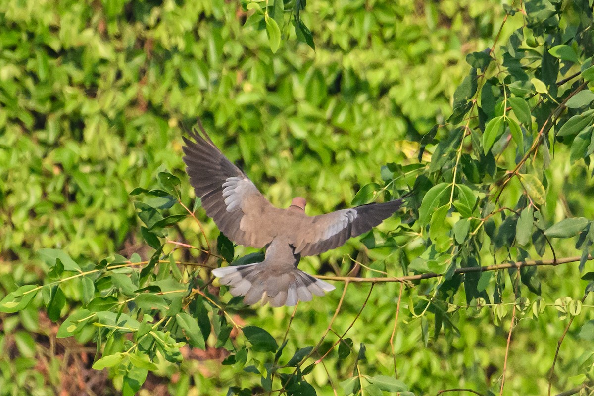 Sunda Collared-Dove - Stephen Davies