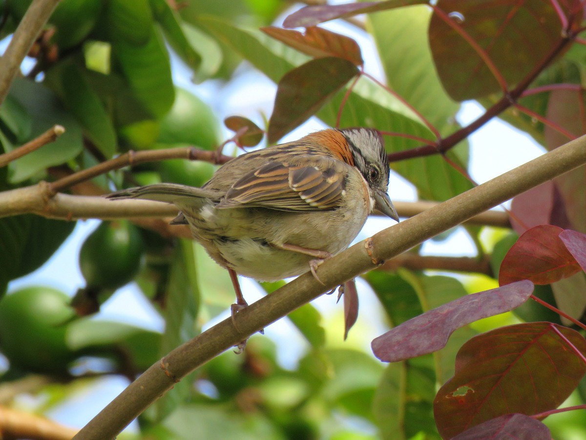 Rufous-collared Sparrow - Jose Estrada