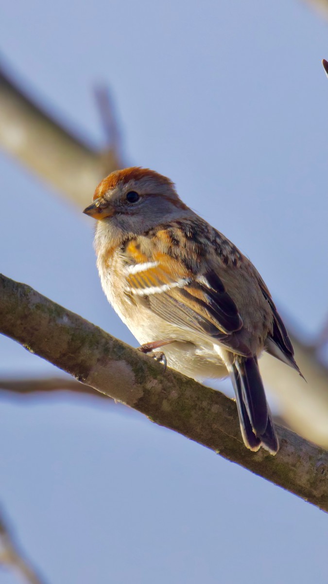 American Tree Sparrow - ML614140969