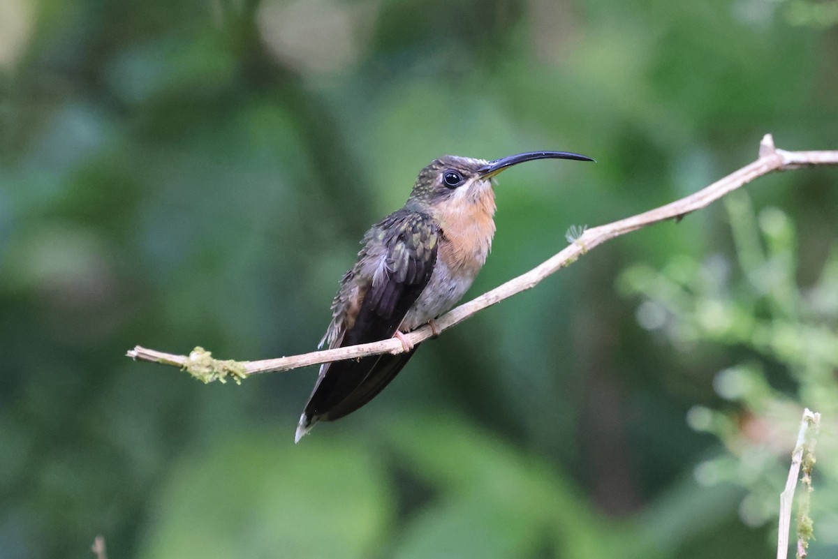 Rufous-breasted Hermit - ML614141000