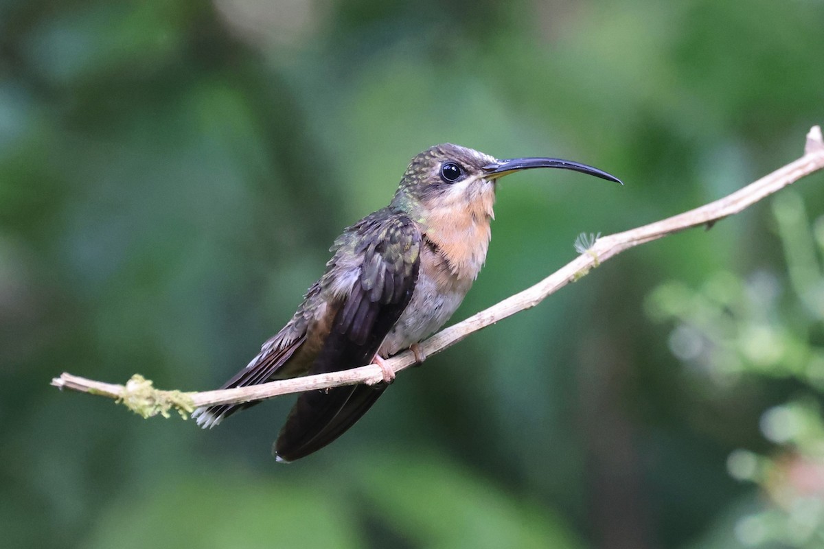 Rufous-breasted Hermit - ML614141003