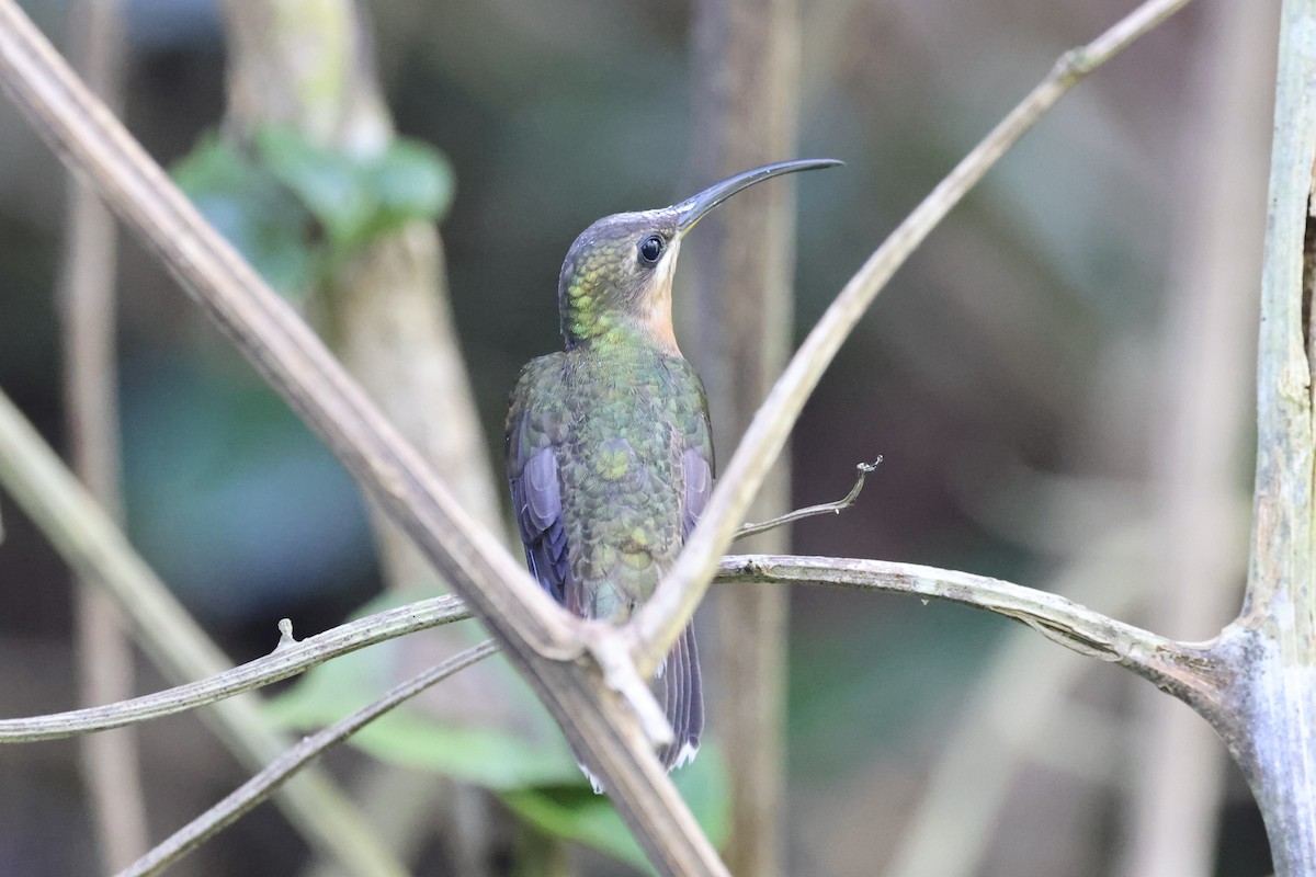 Rufous-breasted Hermit - ML614141007