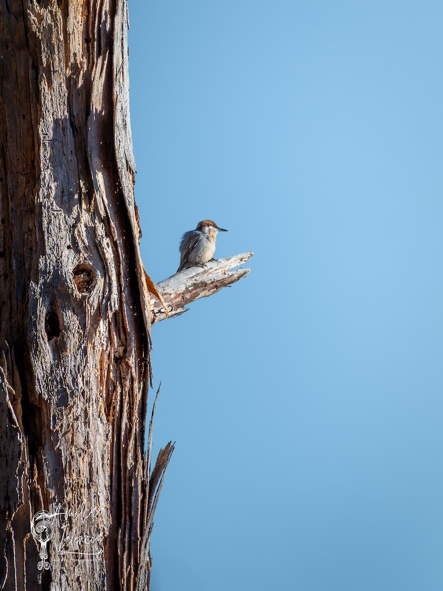 Brown-headed Nuthatch - ML614141062
