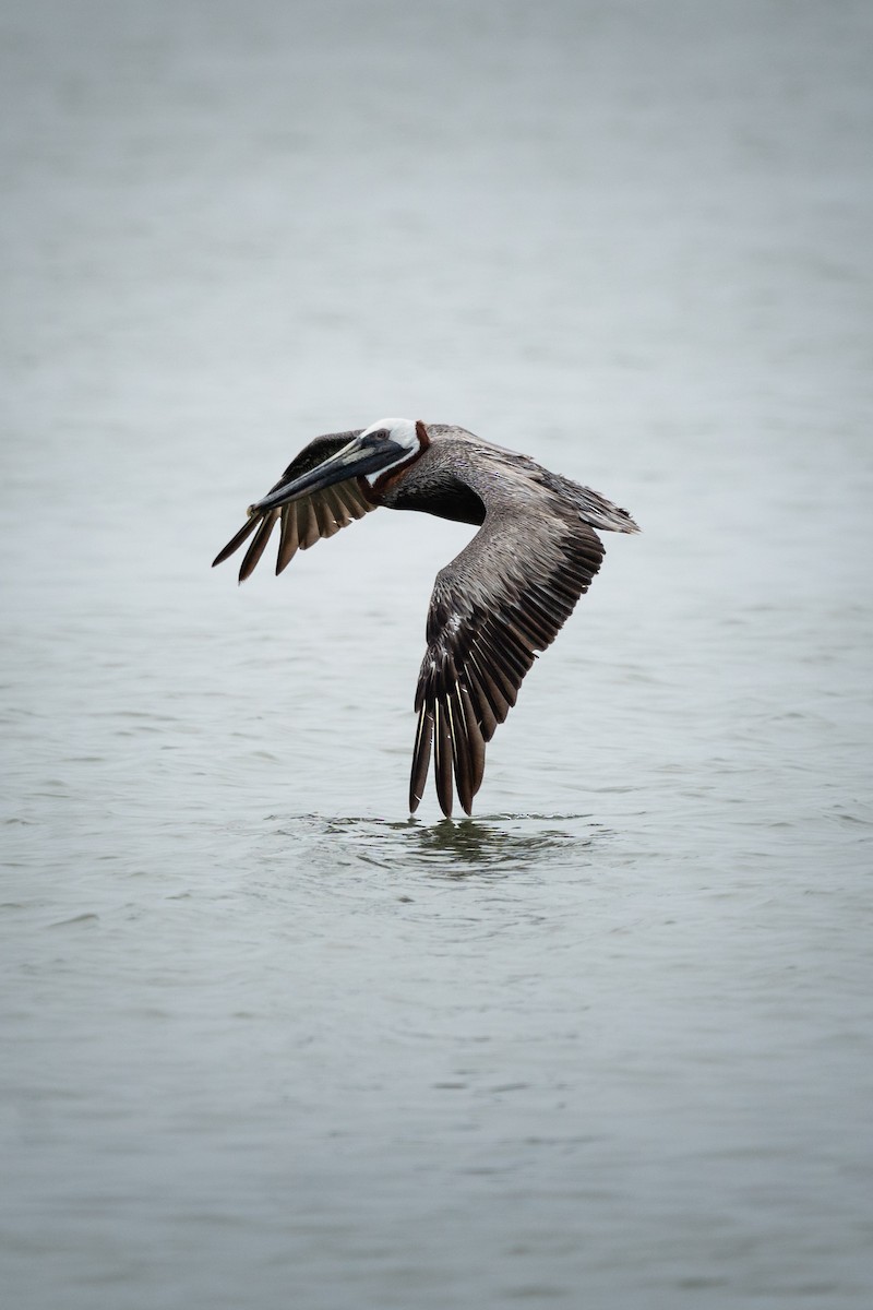 Brown Pelican - ML614141160