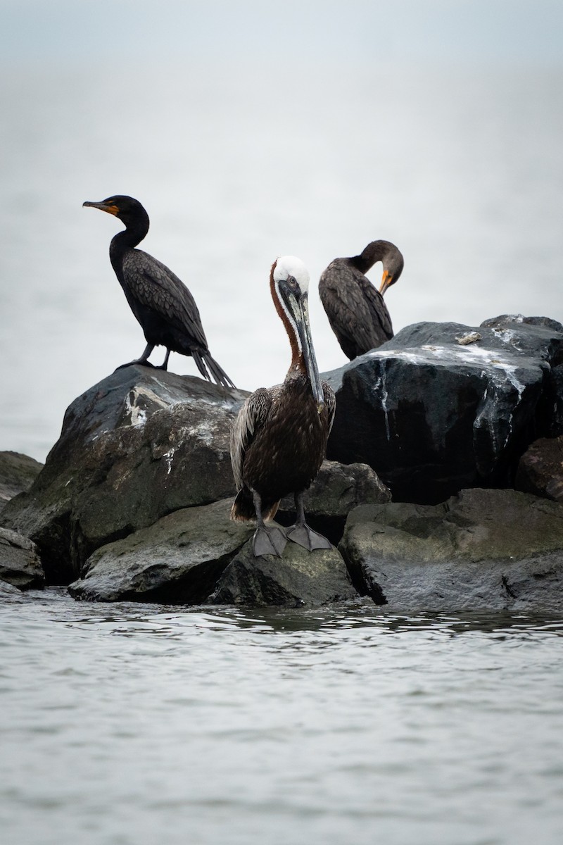 Brown Pelican - ML614141161