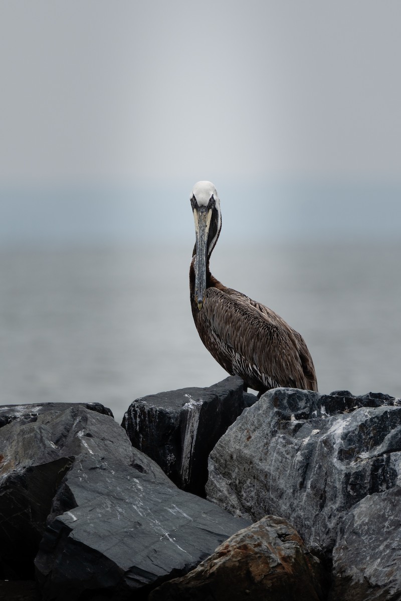 Brown Pelican - ML614141162