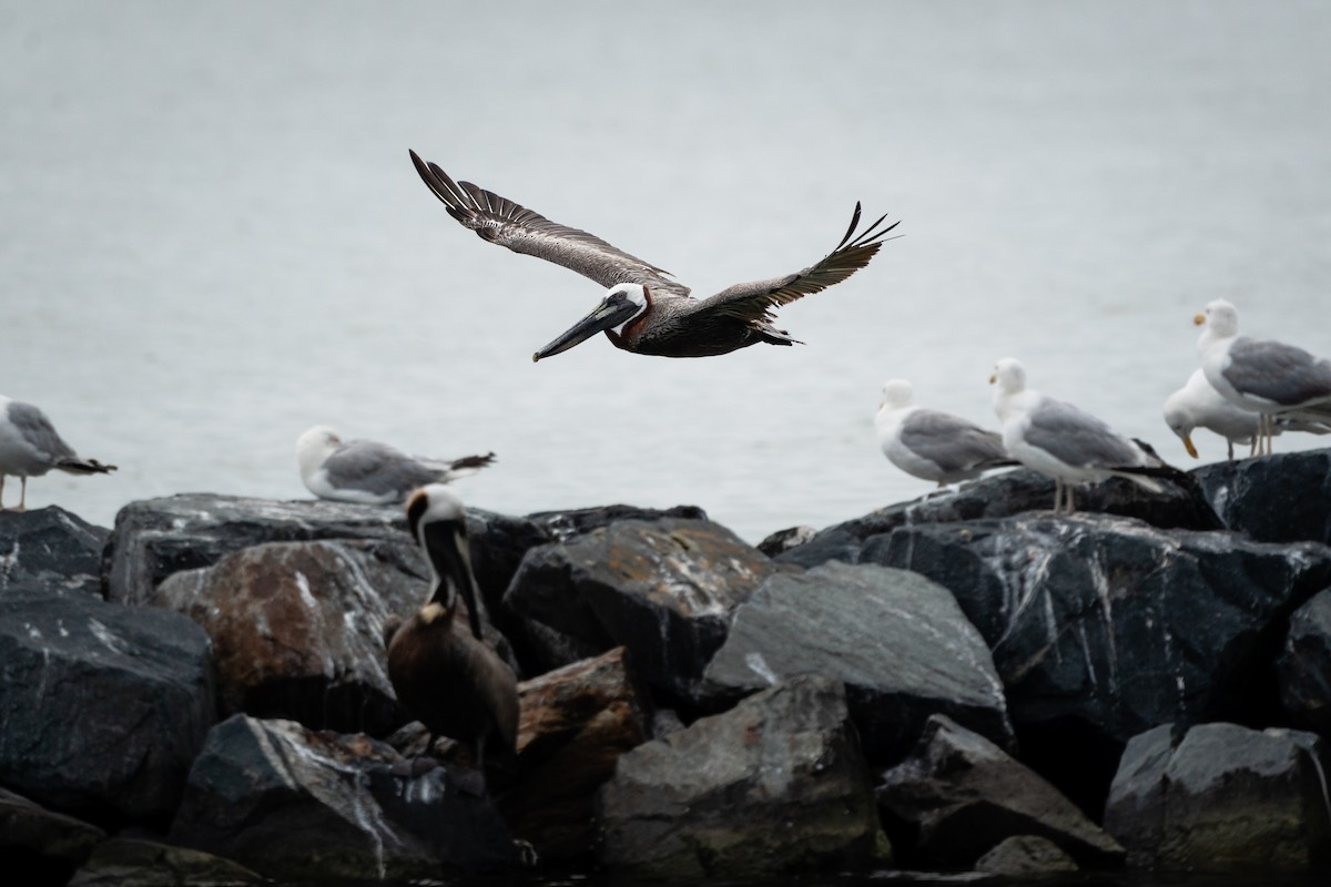 Brown Pelican - ML614141163