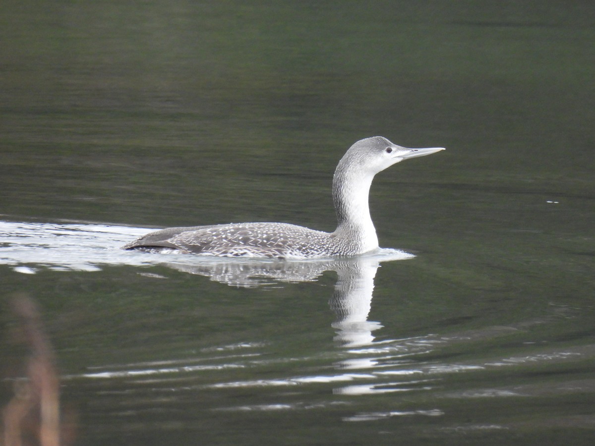 Red-throated Loon - ML614141184