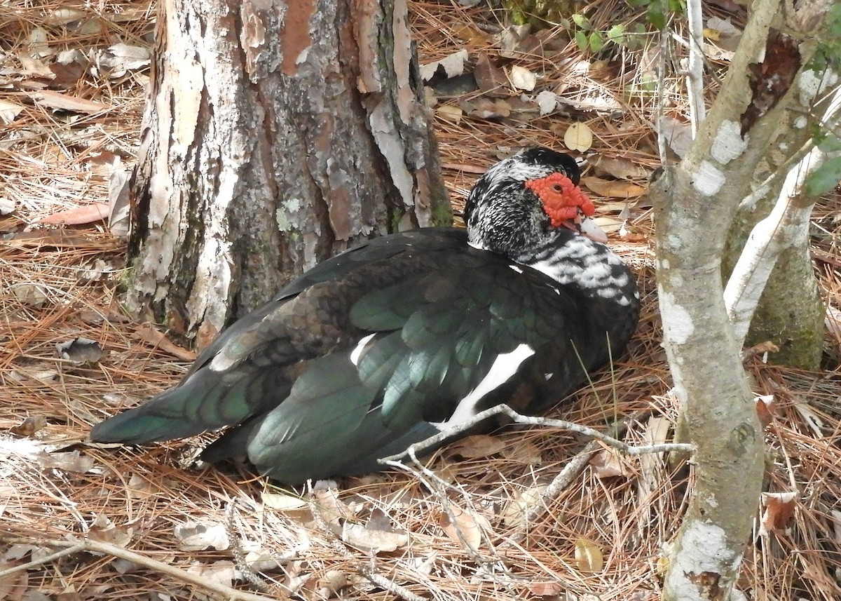 Canard musqué (forme domestique) - ML614141198