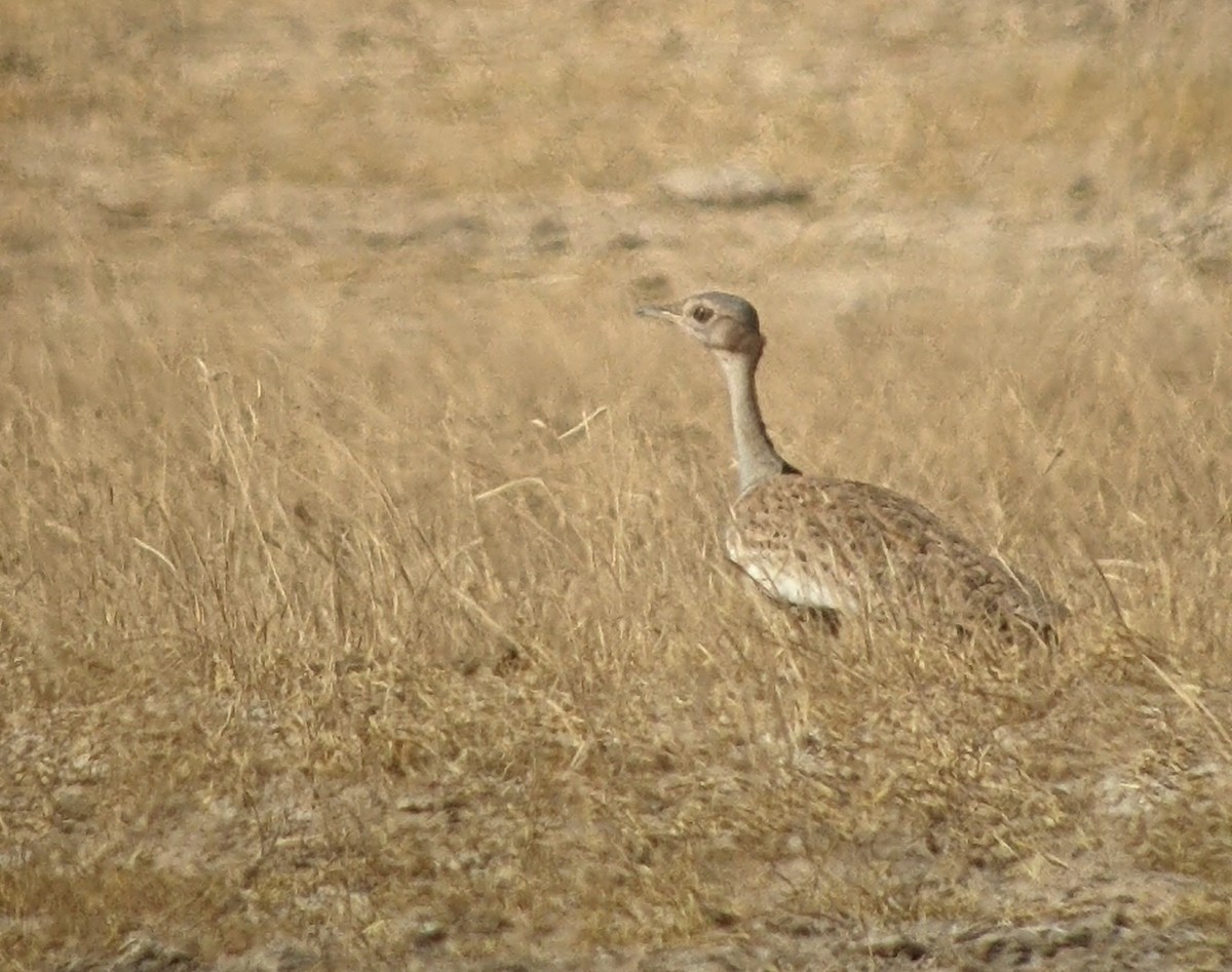 Savile's Bustard - ML614141229