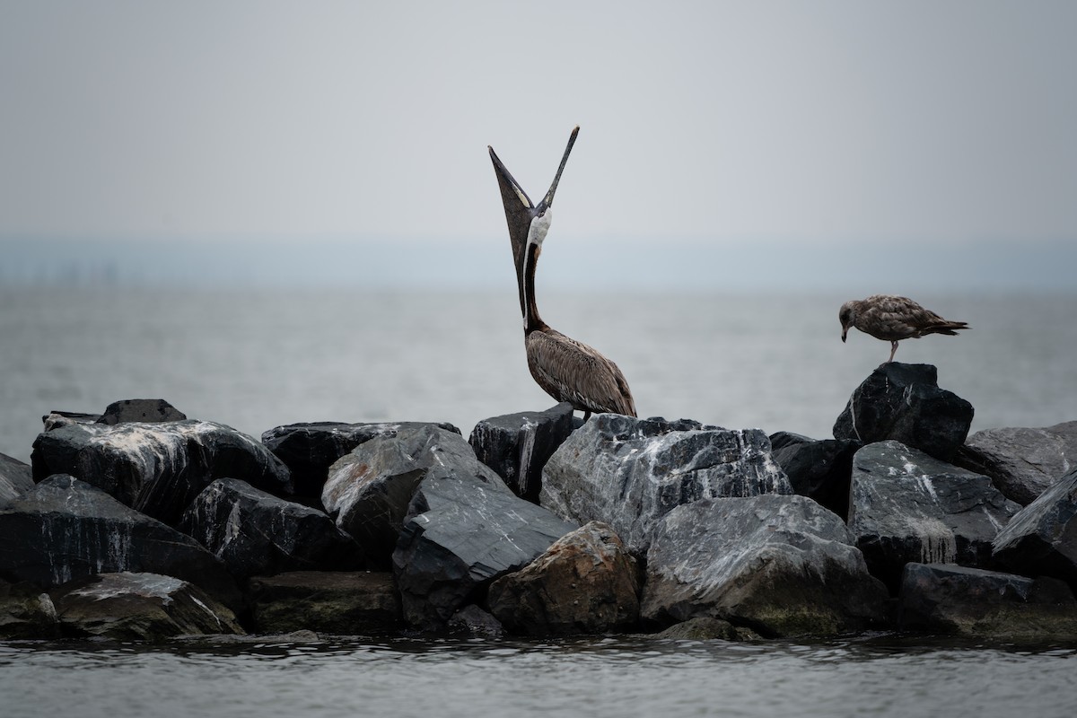 Brown Pelican - ML614141232