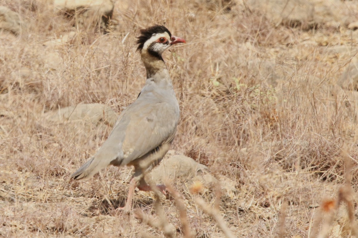 Arabian Partridge - ML614141296