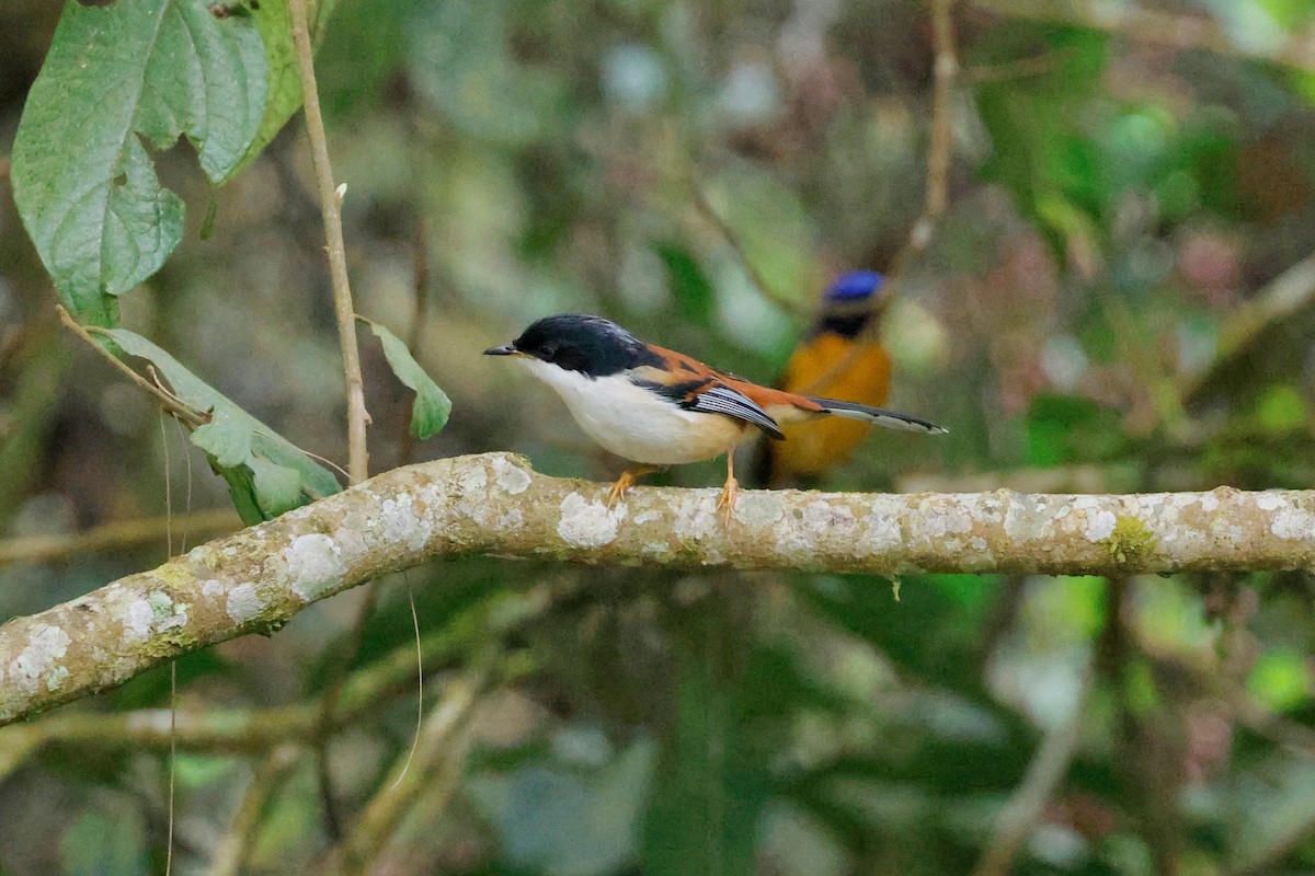 Rufous-backed Sibia (Rufous-backed) - ML614141307