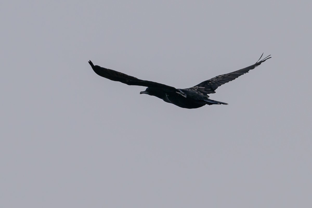 Little Black Cormorant - ML614141319