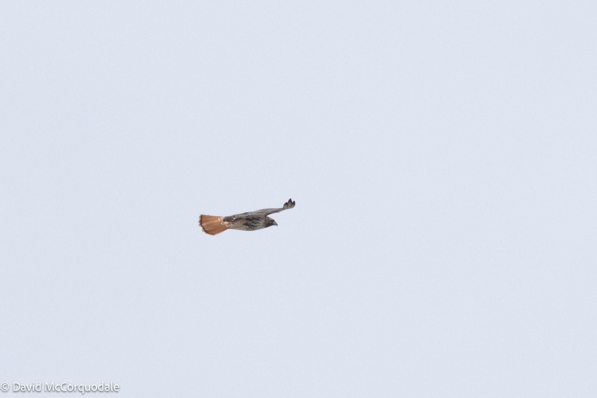 Red-tailed Hawk - ML614141361