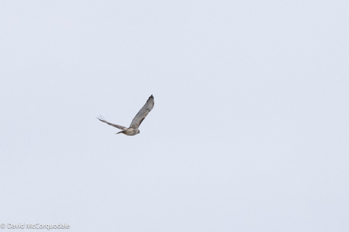 Red-tailed Hawk - ML614141362