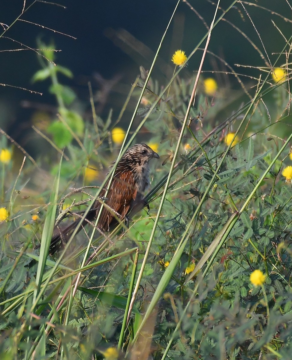 Lesser Coucal - ML614141375