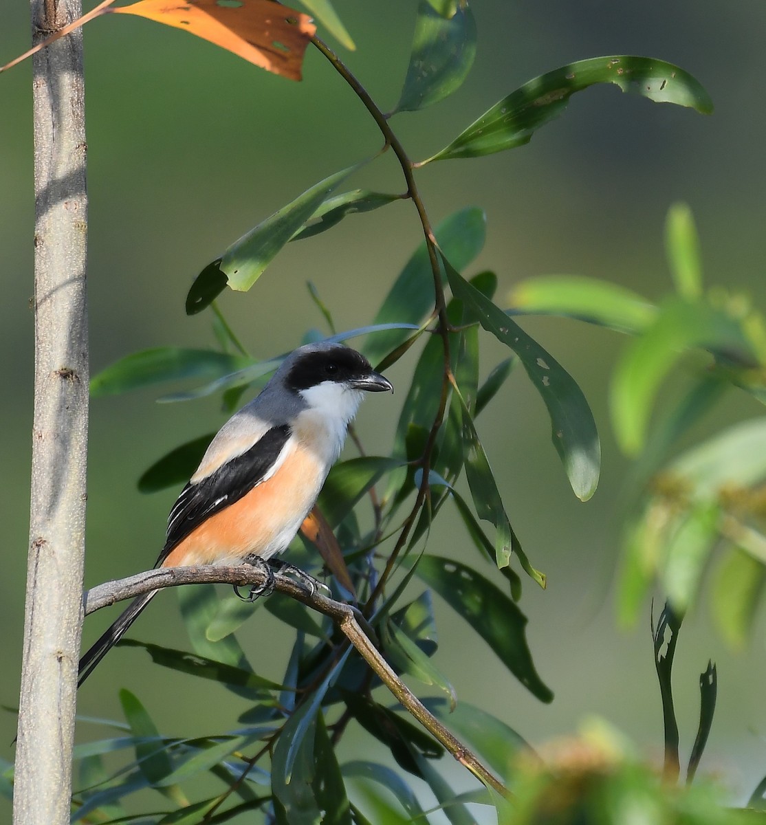 Long-tailed Shrike - Rogier Niessen