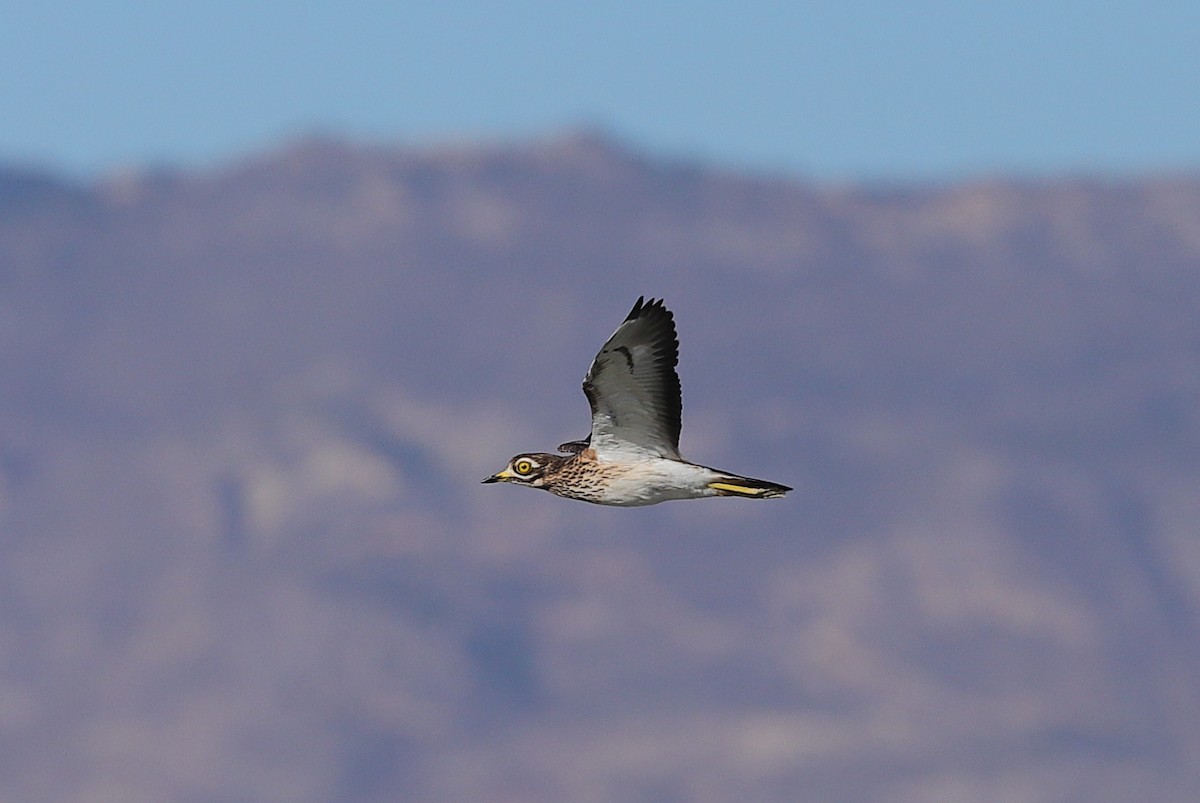 Eurasian Thick-knee - ML614141406