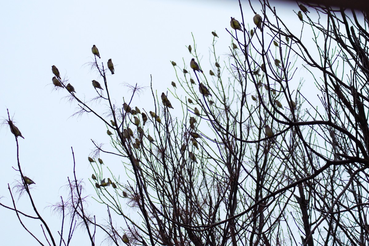 Cedar Waxwing - ML614141439