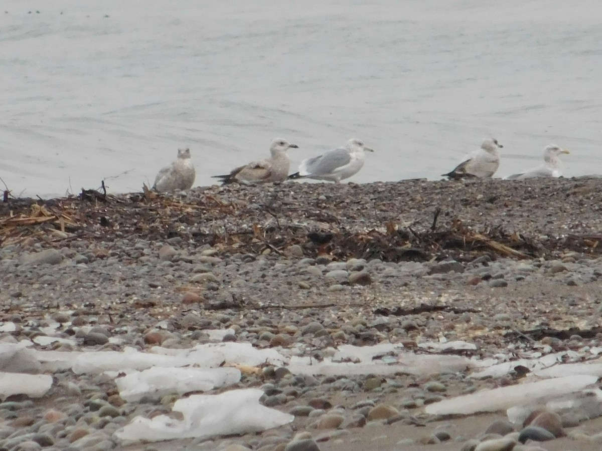 Herring Gull - ML614141447