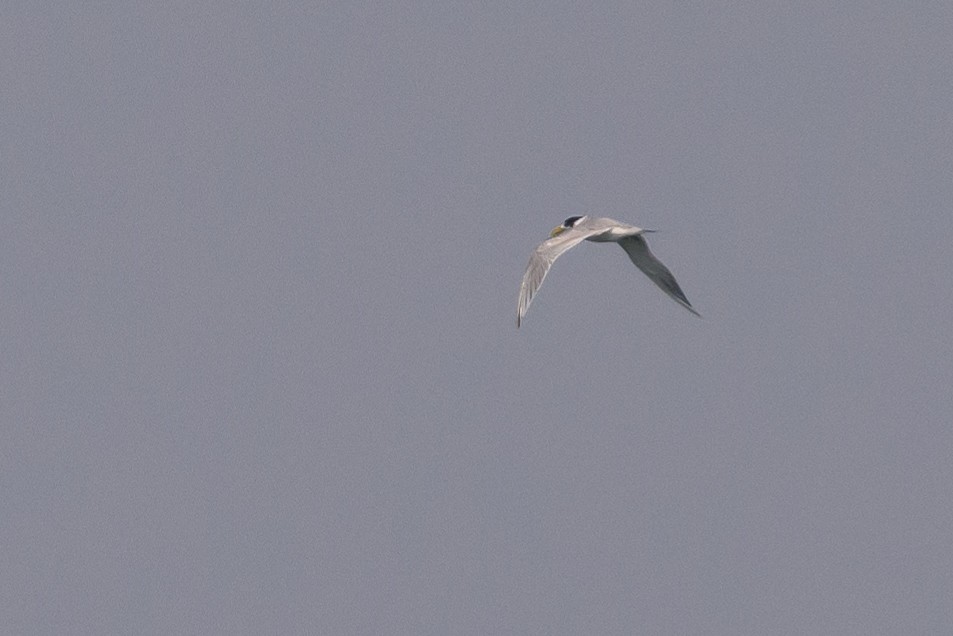 Great Crested Tern - ML614141463