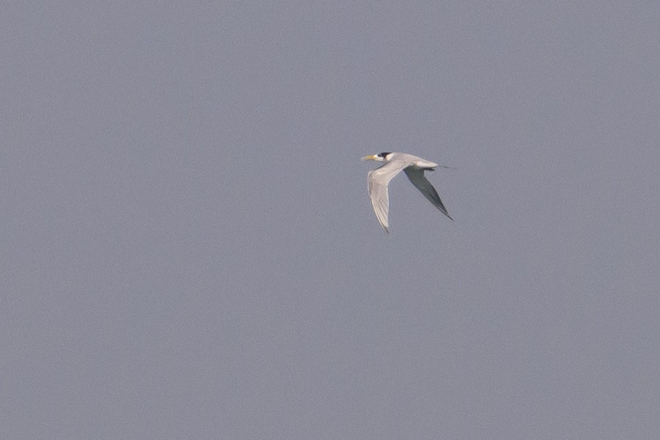 Great Crested Tern - ML614141464