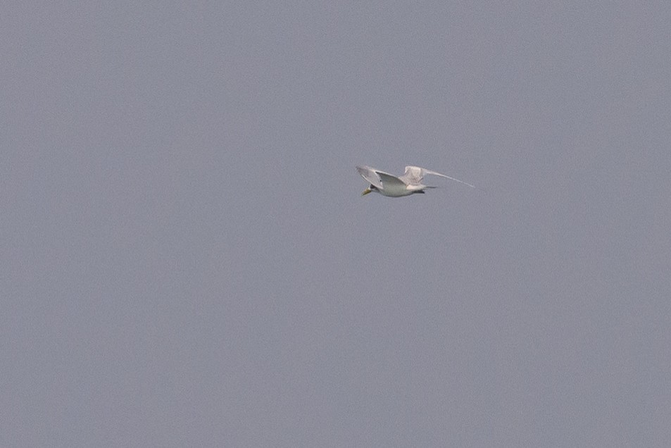 Great Crested Tern - ML614141465