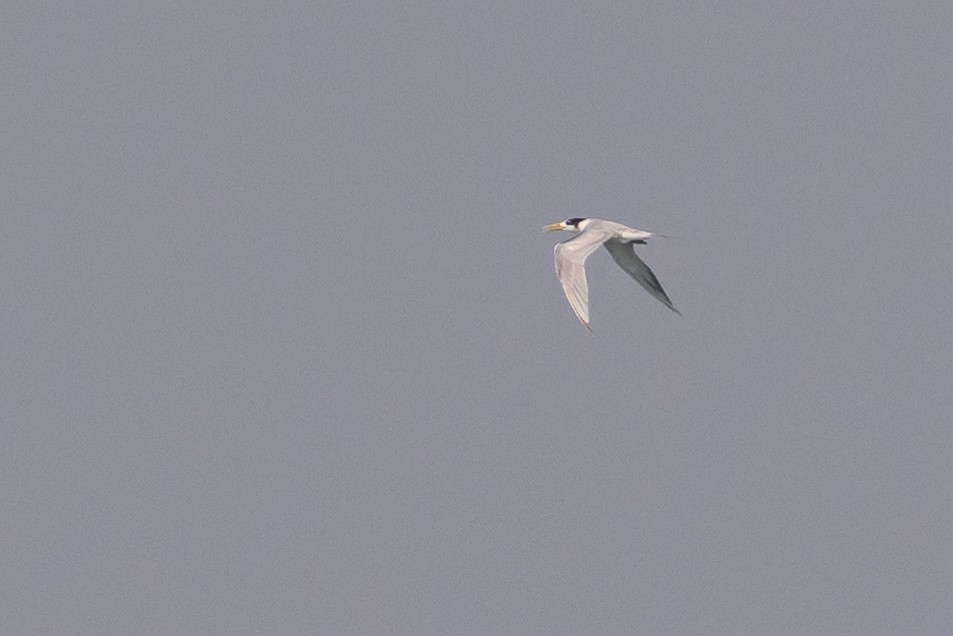 Great Crested Tern - ML614141466