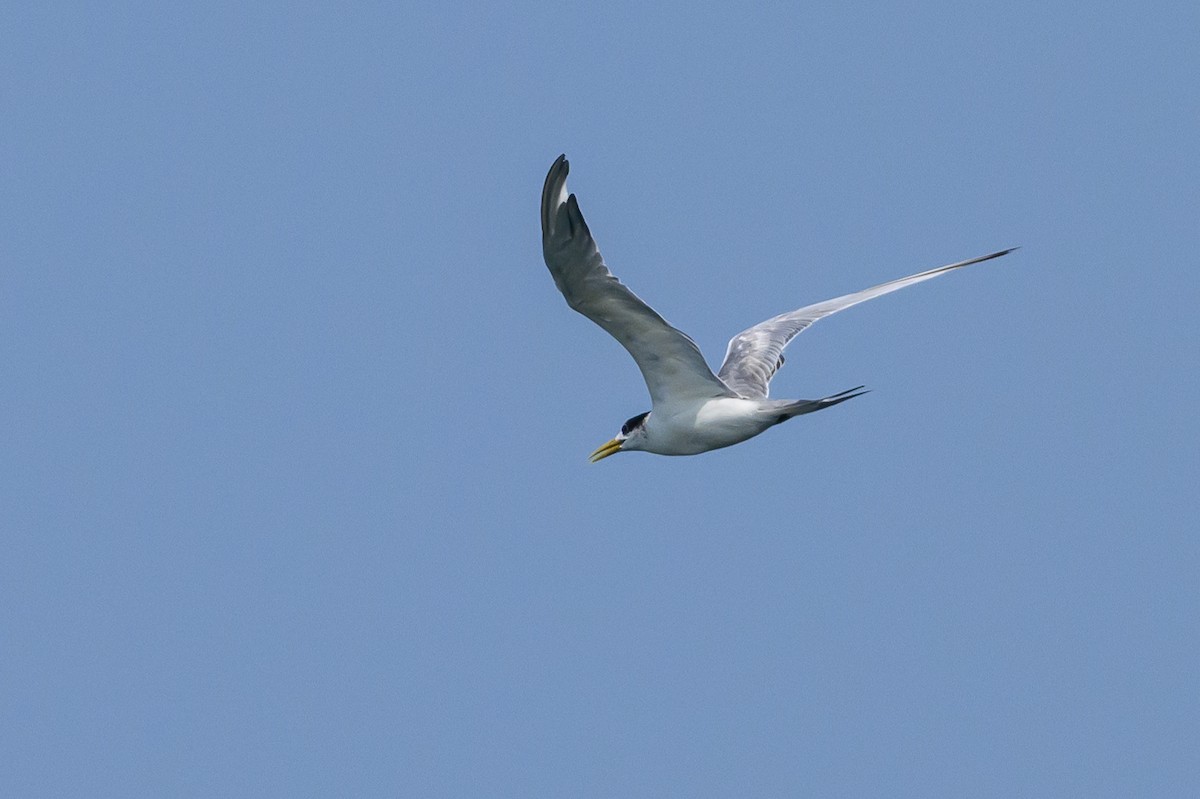Great Crested Tern - ML614141467
