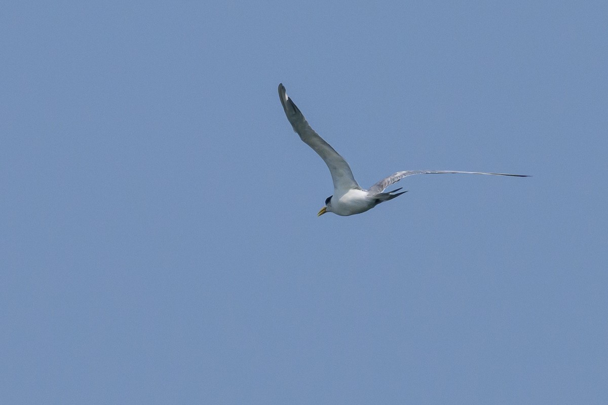Great Crested Tern - ML614141468