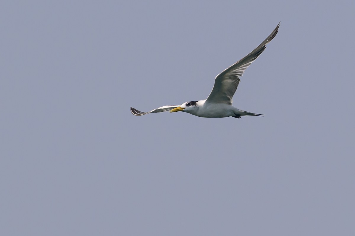 Great Crested Tern - ML614141470