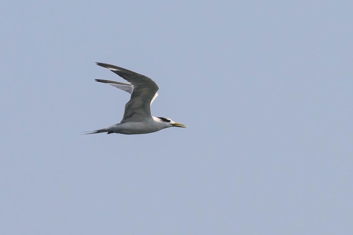 Great Crested Tern - ML614141471