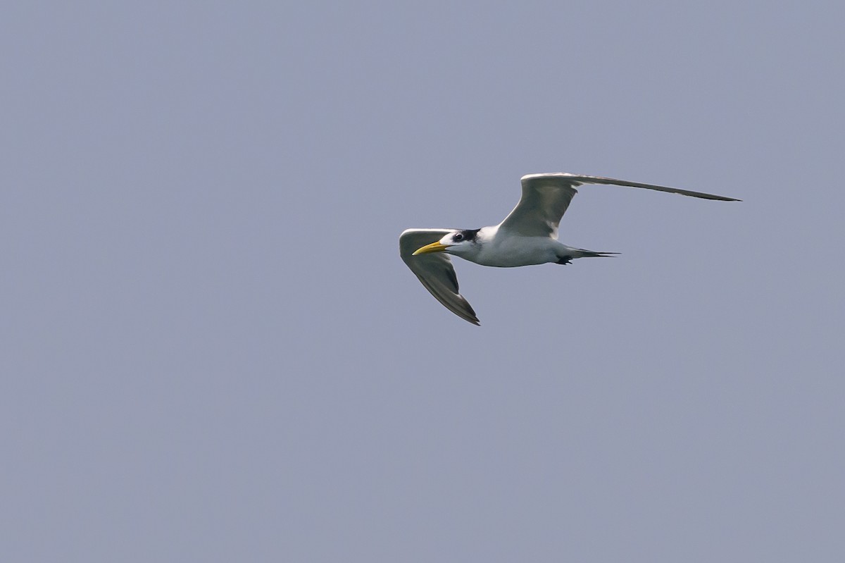 Great Crested Tern - ML614141472