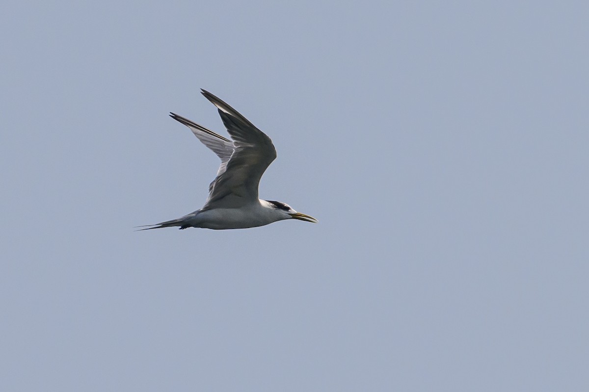 Great Crested Tern - ML614141475