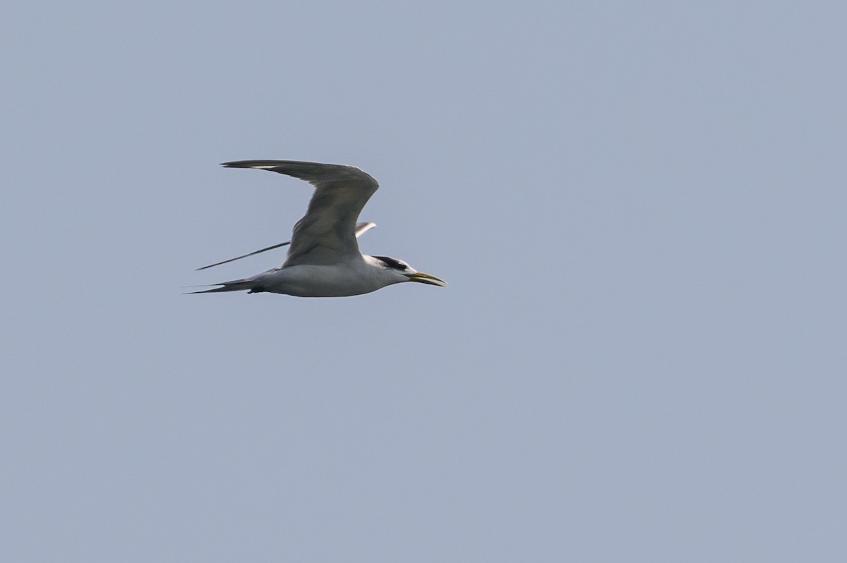 Great Crested Tern - ML614141476