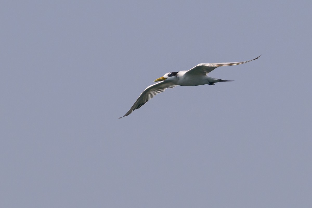 Great Crested Tern - ML614141477